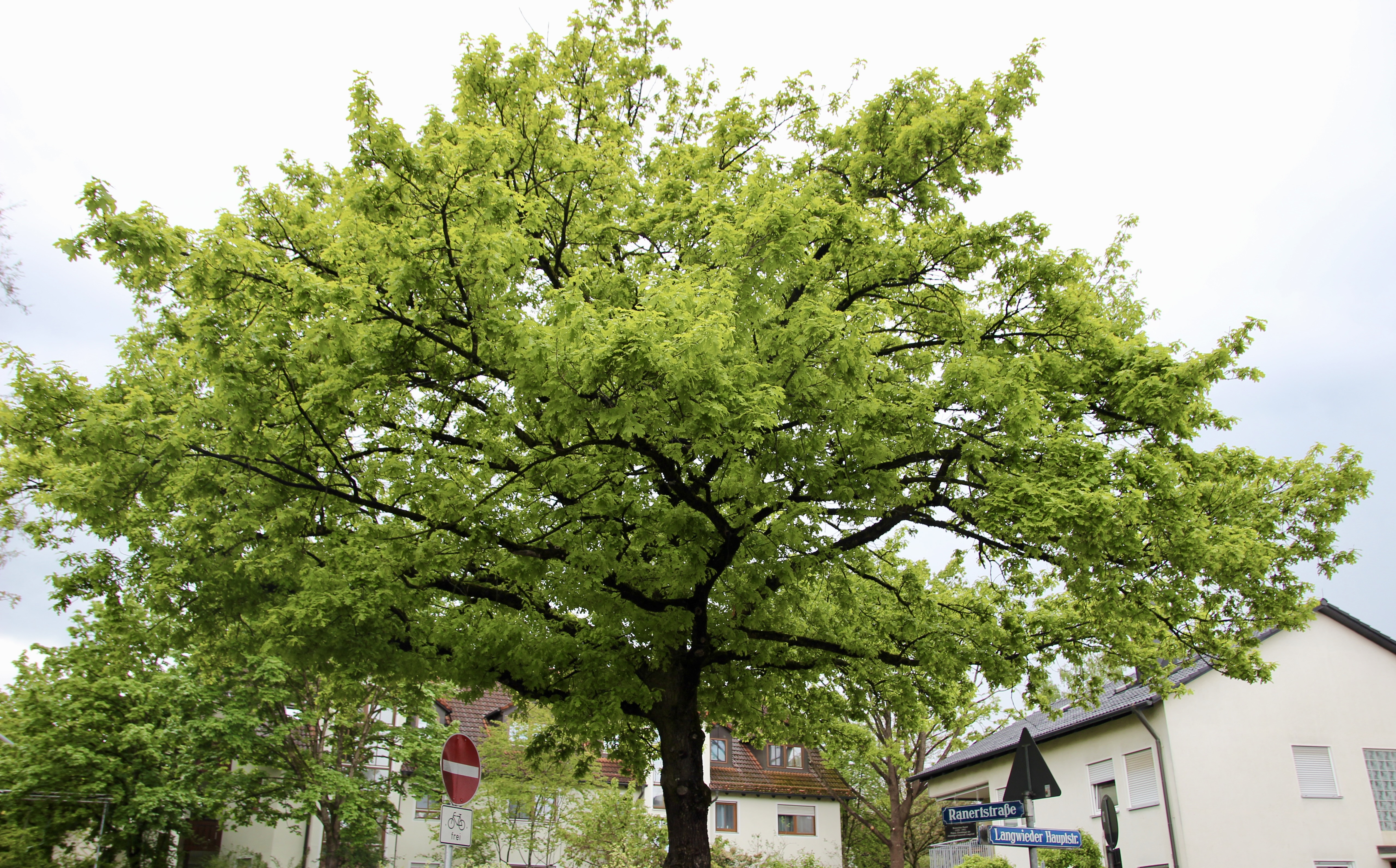 Perfekter Ort: die Eiche mitten auf der Verkehrsinsel wird ein paar Monate lang nicht vom Verkehr umbraust sein.
