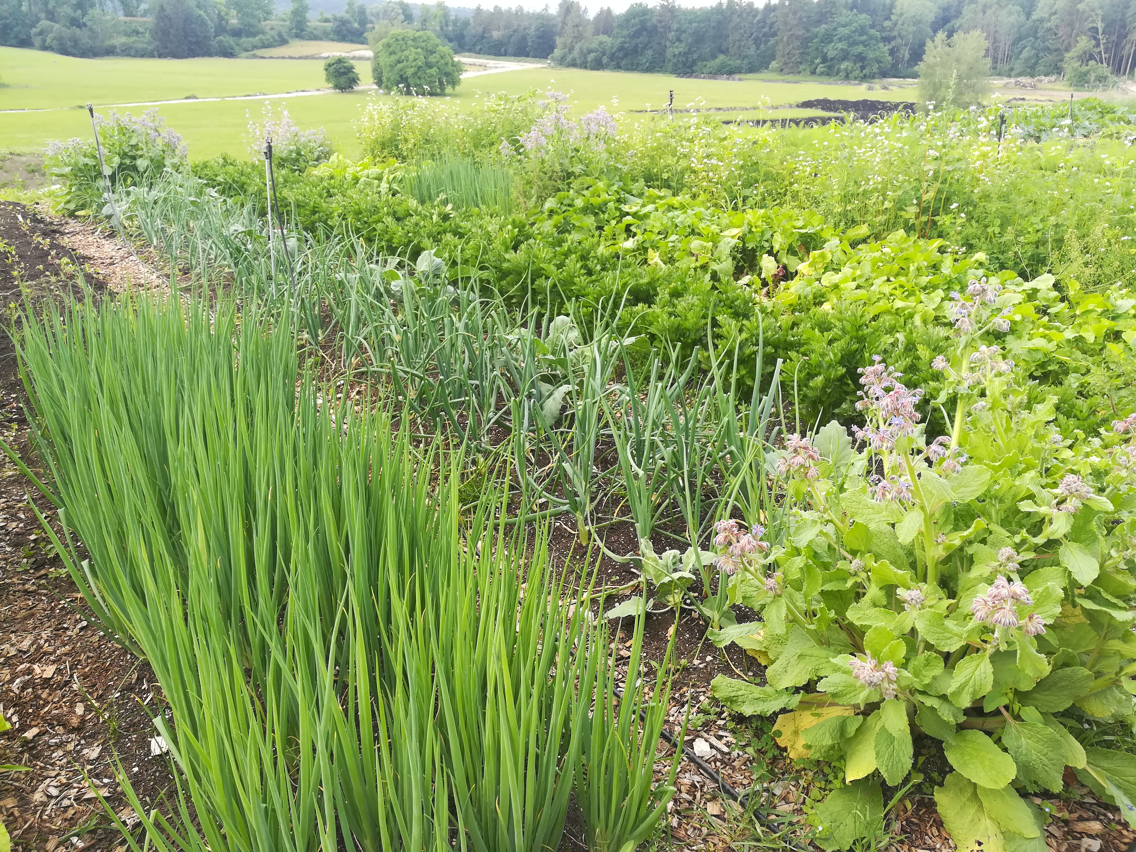 Nahe Tutzing wachsen die Gemüsekisten für Freiham. / Foto von Tobi Kruczyk