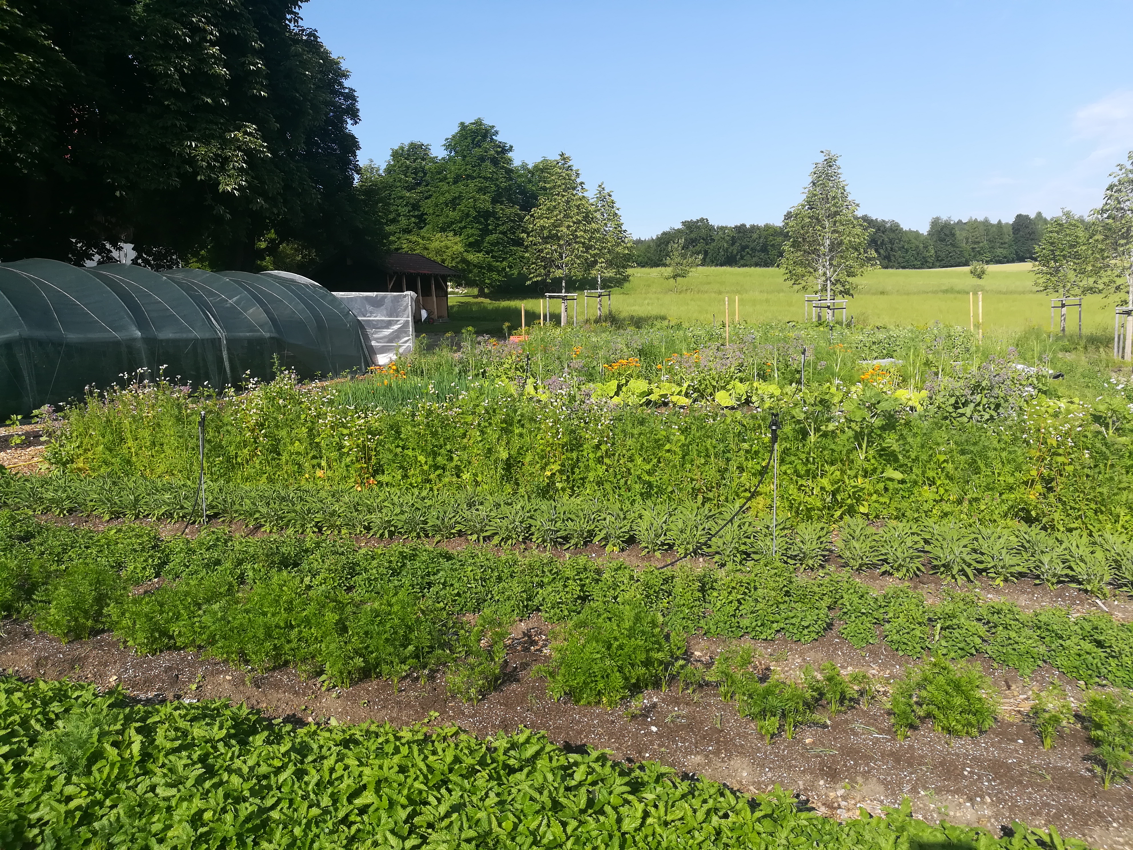 700 Quadratmeter groß ist die Wertschöpferei-Fläche nahe Tutzig. Großer Wunsch ist es, eine ähnliche Fläche nahe Freiham zu finden. / Foto von Tobi Kruczyk