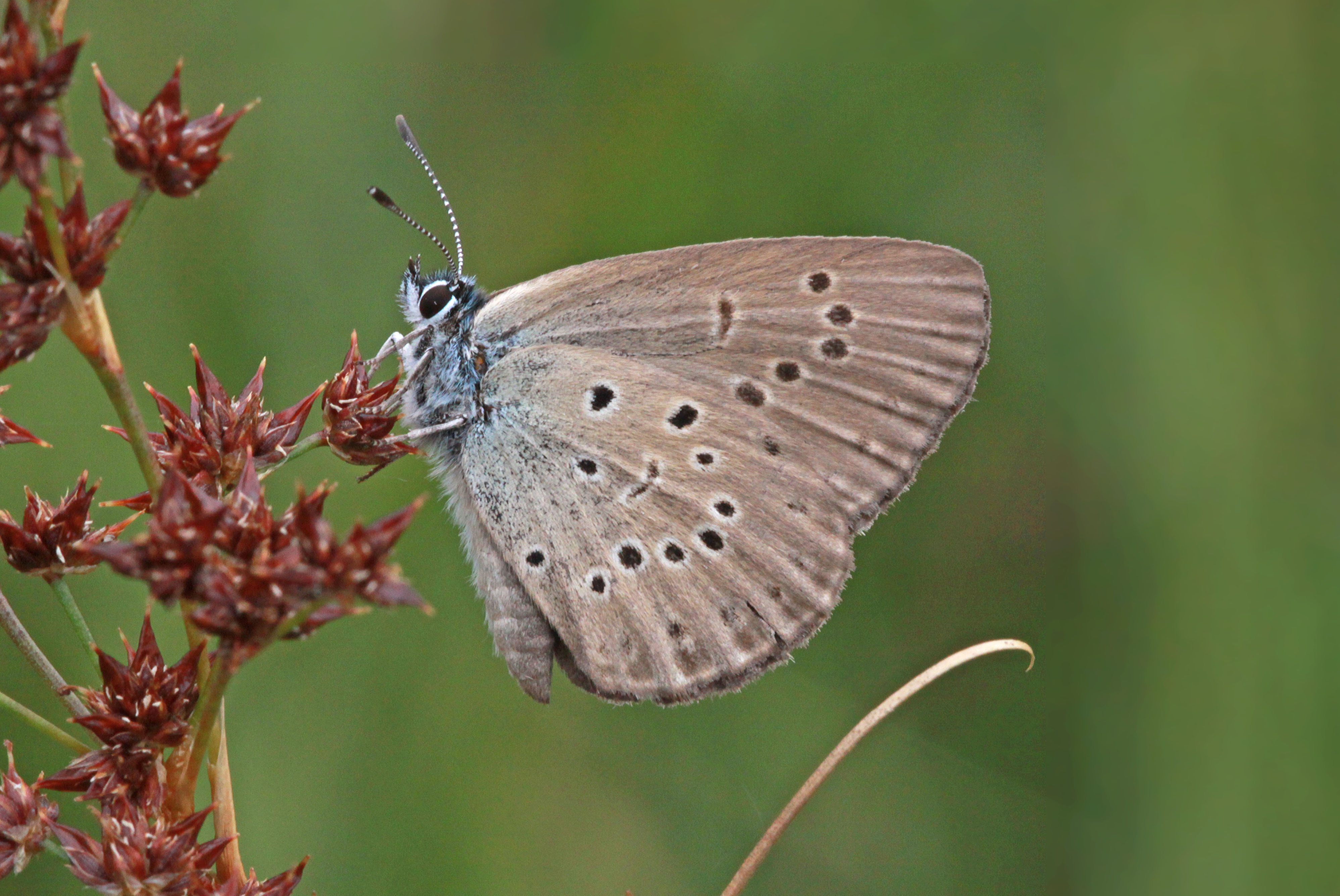 Super selten und endlich wieder hier zu Hause: der Enzian-Ameisenbläuling in der Langwieder Haide © Markus Bräu