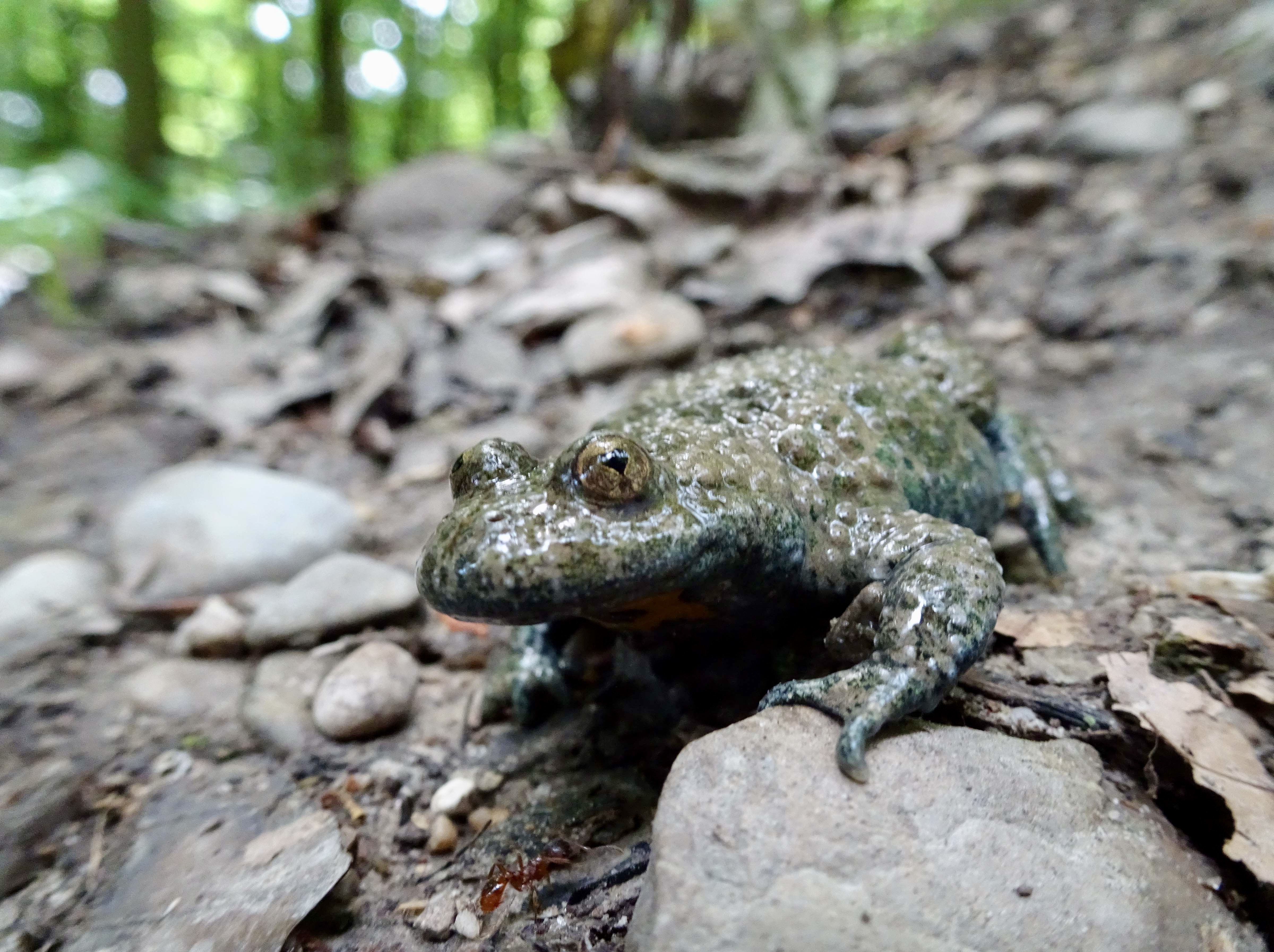 Die Gelbbauchunke in der Aubinger-Lohe - das „Wappentier der Lehmgrube“