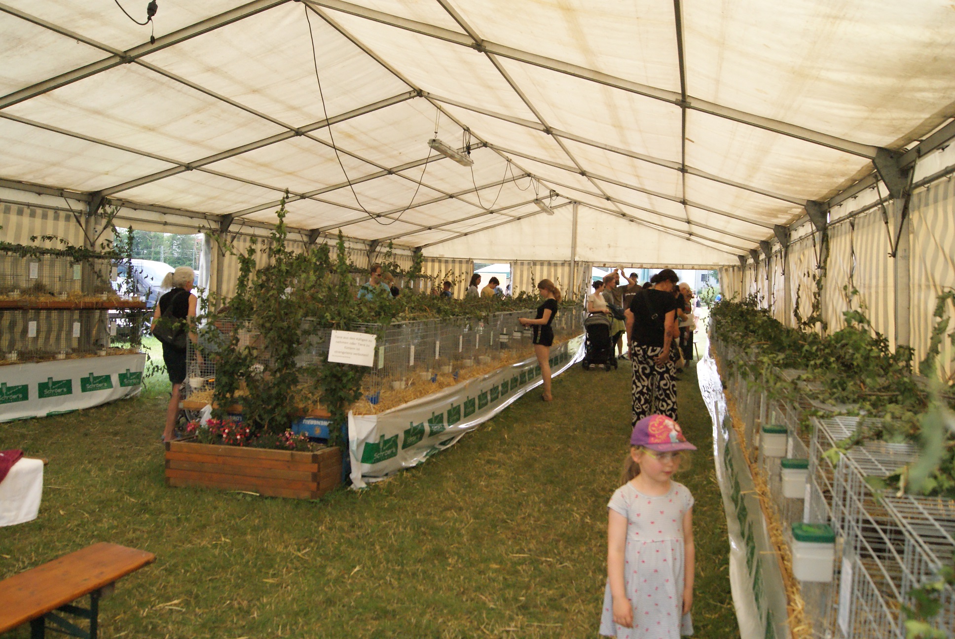 Über 100 junge Zuchtkaninchen wurden heuer im Rahmen der Werbeschau bei den Aubinger Haserern bewertet. 